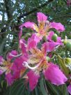 Ceiba speciosa