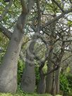 Ceiba speciosa