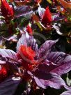 Celosia argentea cristata Plumosa Group