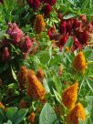 Celosia argentea cristata Plumosa Group