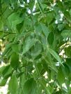 Celtis australis