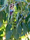 Celtis australis