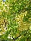 Celtis occidentalis