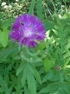 Centaurea dealbata Steenbergii