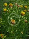 Centaurea macrocephala