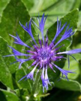 Centaurea montana