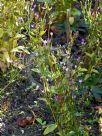 Centaurium erythraea