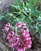 Centranthus ruber