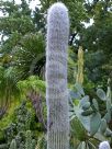 Cephalocereus senilis