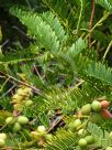 Cephalotaxus fortunei