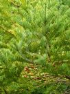 Cephalotaxus fortunei