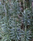 Cephalotaxus harringtonia Fastigiata