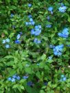 Ceratostigma willmottianum