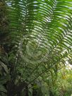 Ceratozamia mexicana