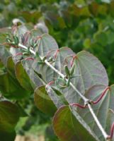 Cercidiphyllum japonicum