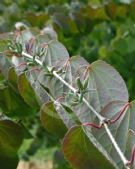 Cercidiphyllum japonicum