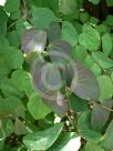 Cercidiphyllum japonicum