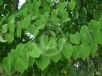 Cercidiphyllum japonicum