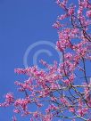 Cercis canadensis