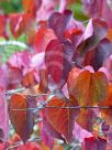 Cercis canadensis