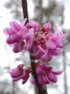 Cercis chinensis