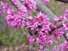 Cercis siliquastrum