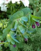 Cerinthe major Purpurascens