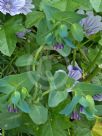 Cerinthe major Purpurascens