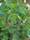 Cerinthe major Purpurascens