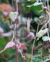 Ceropegia woodii