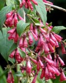 Cestrum Newellii