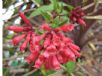 Cestrum Newellii