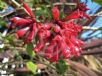 Cestrum Newellii