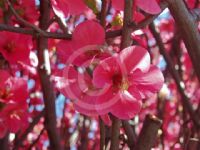 Chaenomeles speciosa