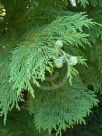 Chamaecyparis lawsoniana