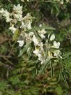 Chamaecytisus prolifer palmensis