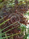 Chamaerops humilis