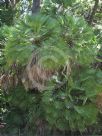 Chamaerops humilis