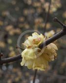 Chimonanthus praecox