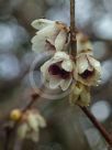 Chimonanthus praecox