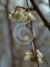 Chimonanthus praecox