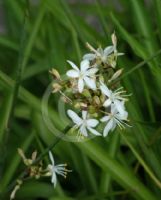 Chlorophytum comosum