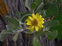 Chrysanthemoides monilifera rotundata