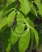 Cinnamomum verum