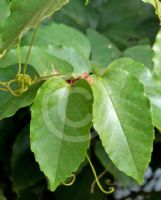 Cissus antarctica