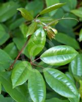 Cissus hypoglauca