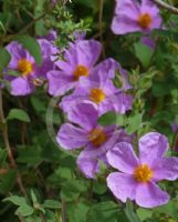 Cistus creticus