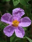 Cistus creticus