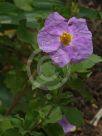 Cistus creticus