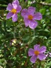 Cistus creticus